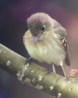 Mosquero sp. (Empidonax sp.) - ML127526621