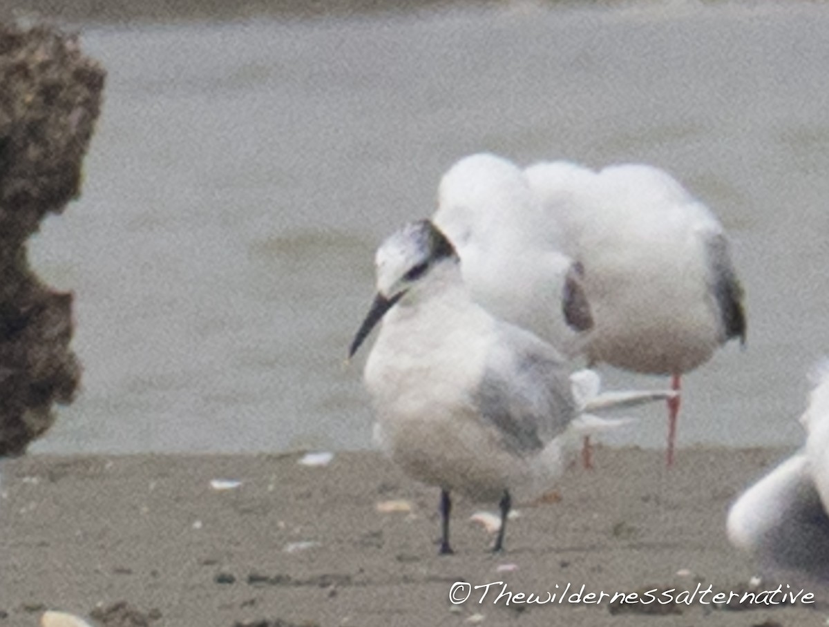 Sandwich Tern (Eurasian) - ML127527121