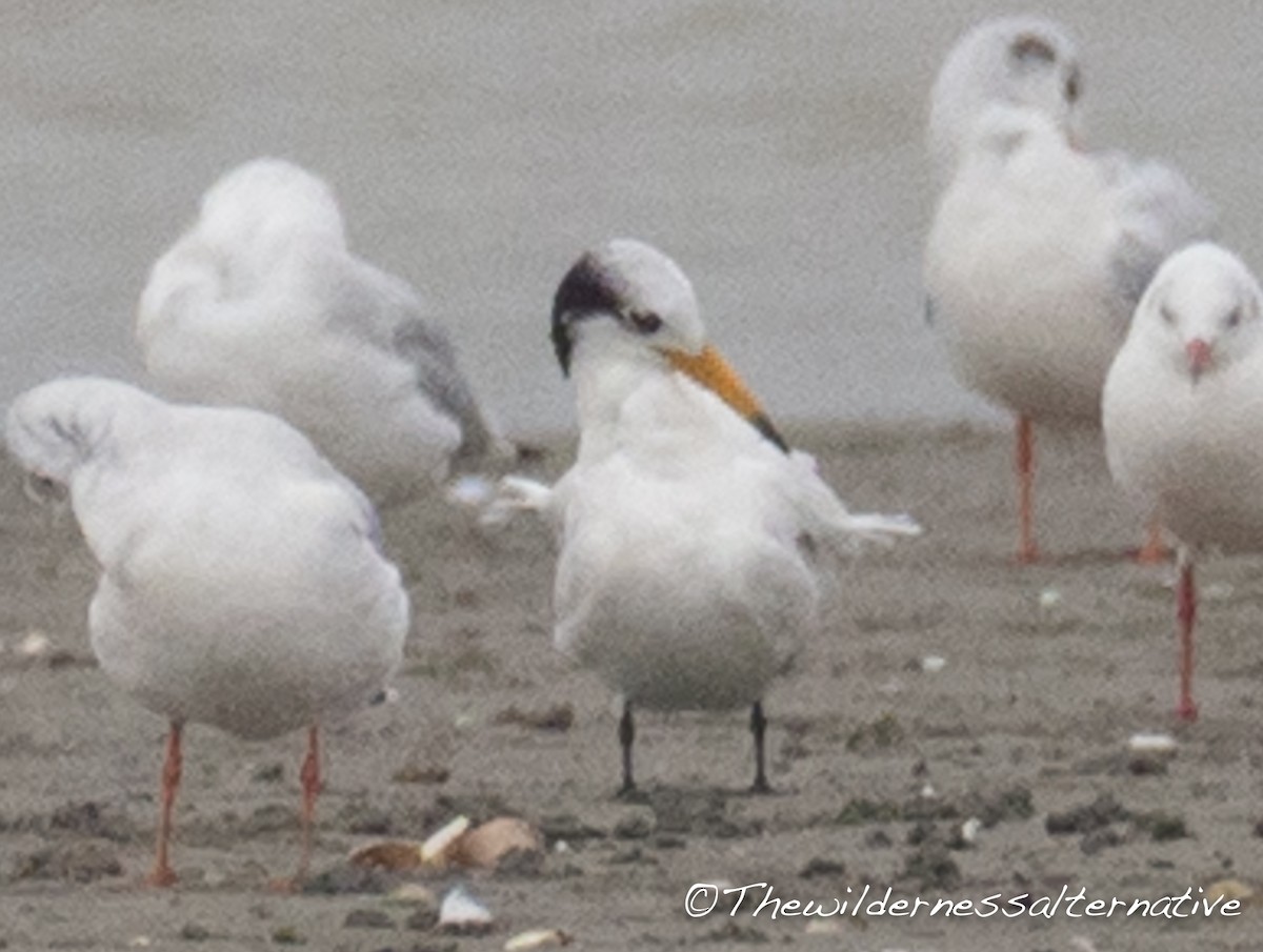 Chinese Crested Tern - ML127528381