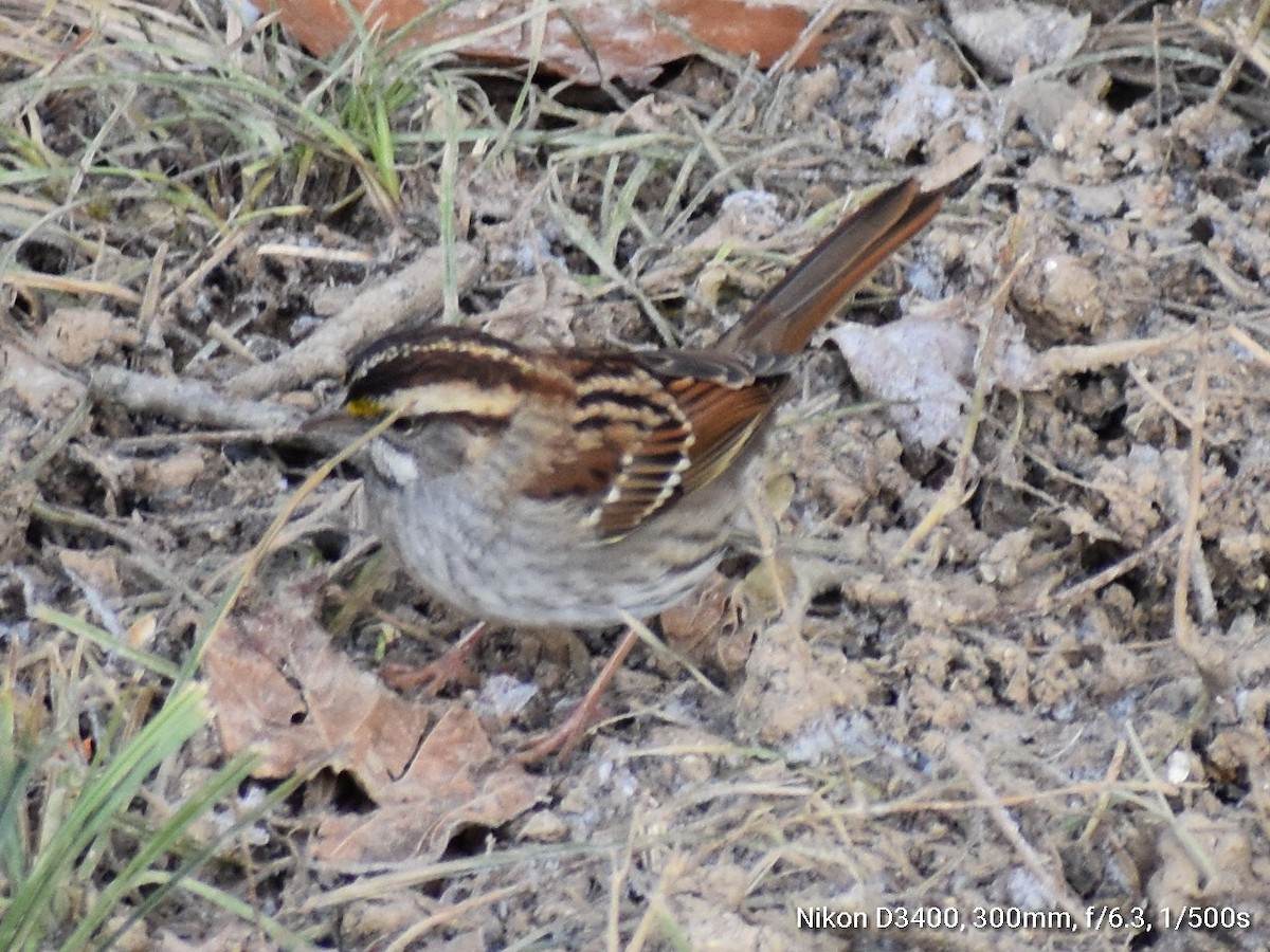 White-throated Sparrow - ML127530551