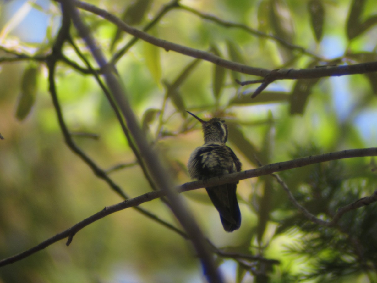 Colibri à oreilles blanches - ML127531401