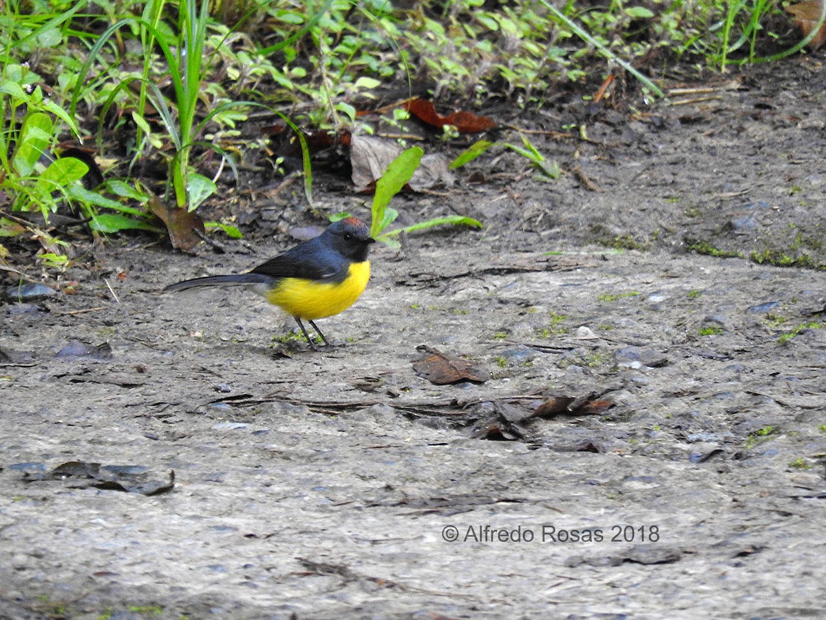 Slate-throated Redstart - ML127532061