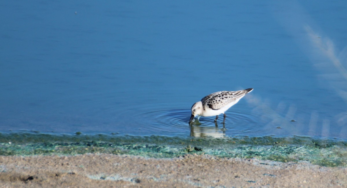 Sanderling - Michael Lester