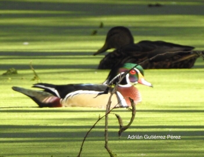 Wood Duck - ML127532601