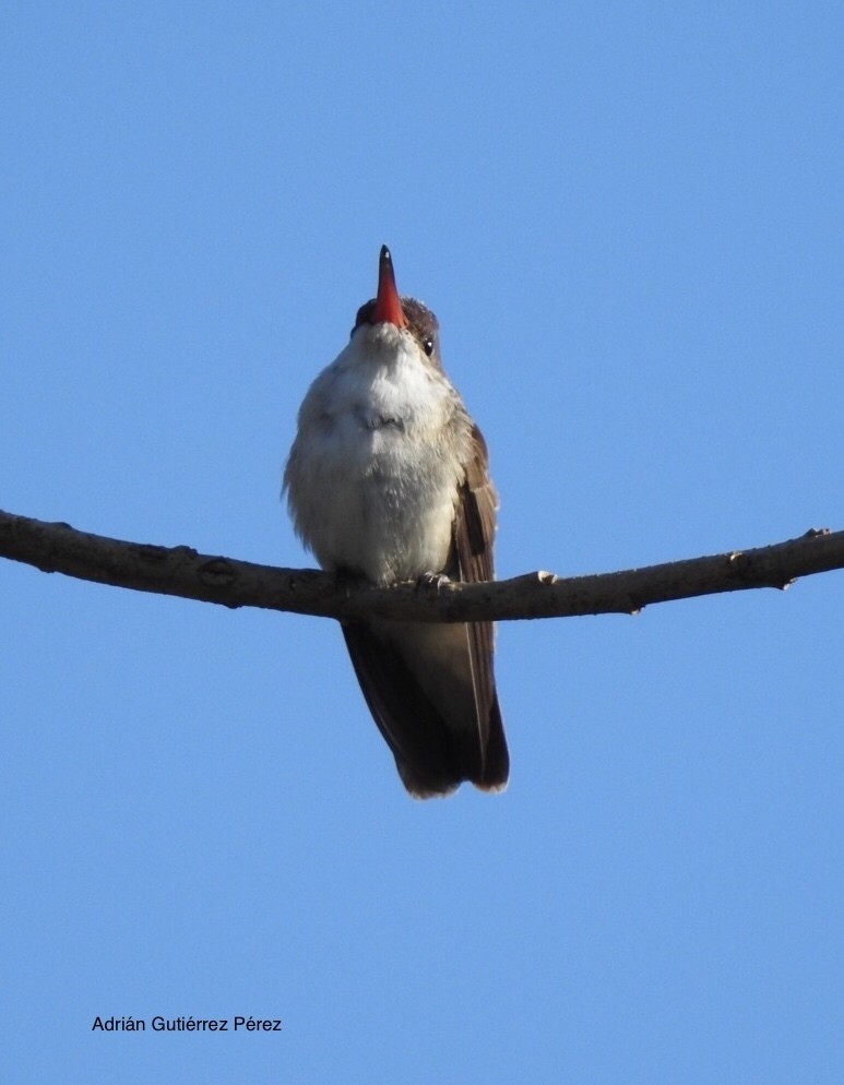 Violet-crowned Hummingbird - ML127532691