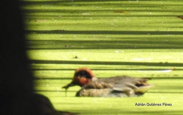 Green-winged Teal - ML127532731