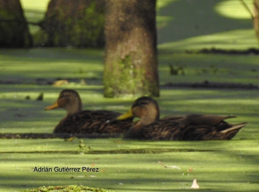 Mexican Duck - ML127532871