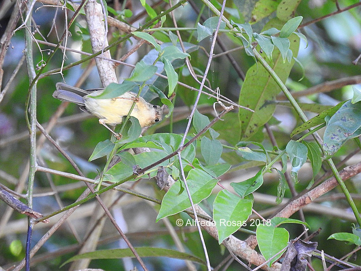 Three-striped Warbler - Alfredo Rosas