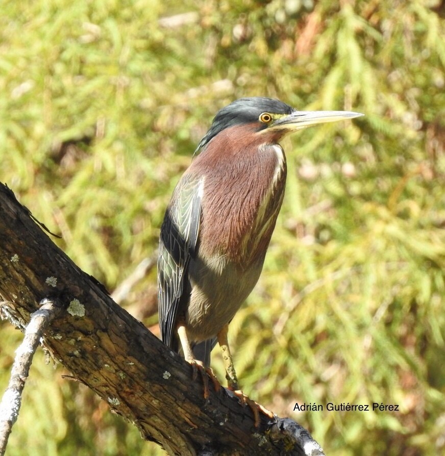 Green Heron - ML127533091