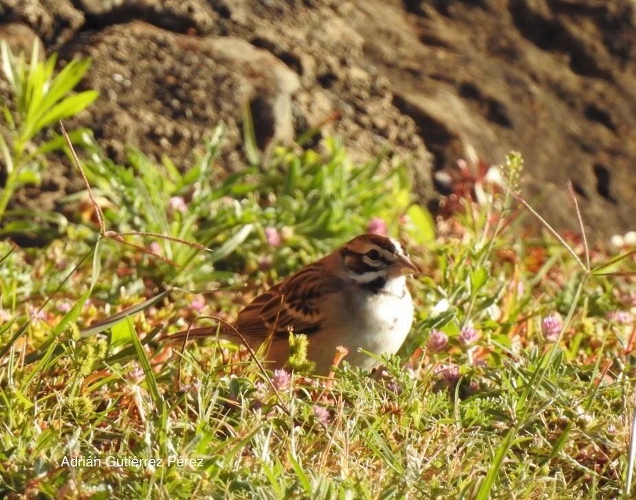 Lark Sparrow - ML127533291