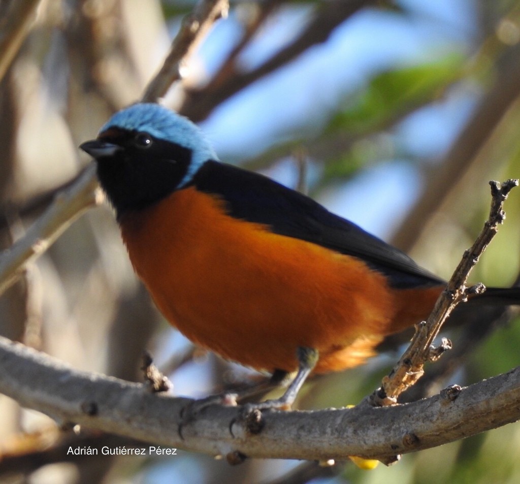 Elegant Euphonia - ML127533411