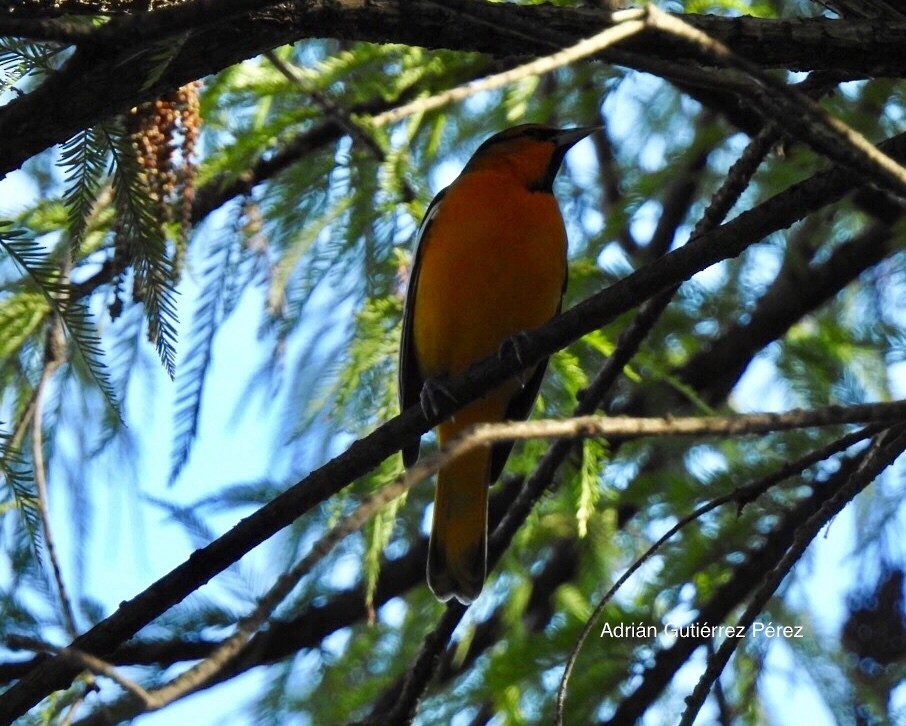 Bullock's Oriole - ML127533491