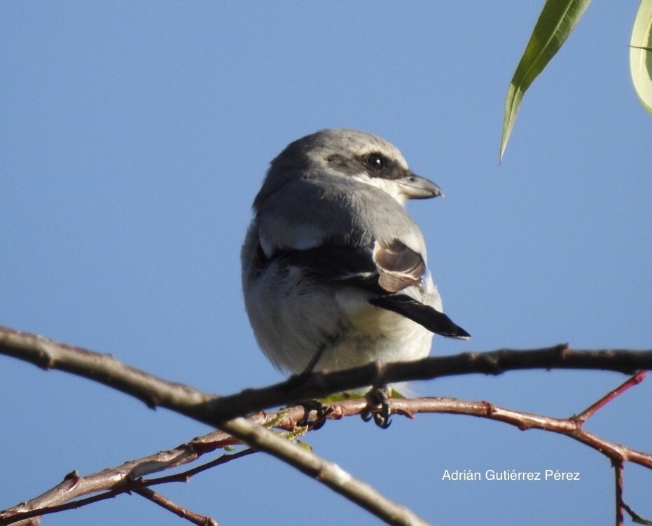 Loggerhead Shrike - ML127533551