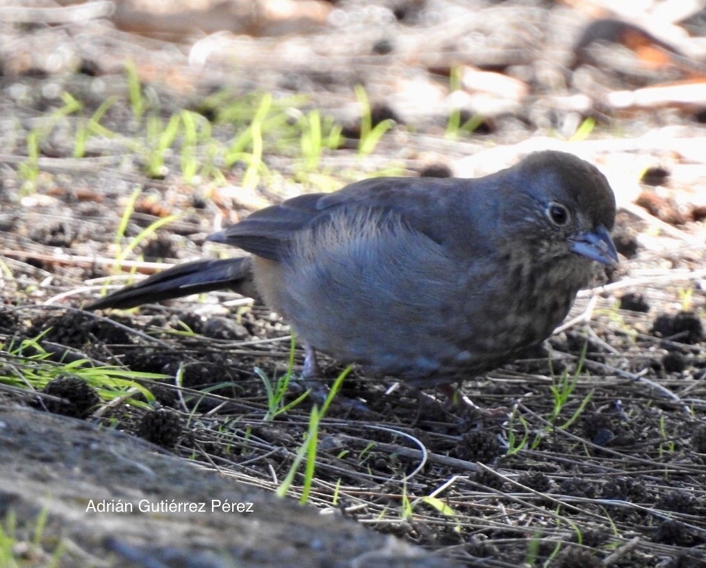 Canyon Towhee - ML127533871