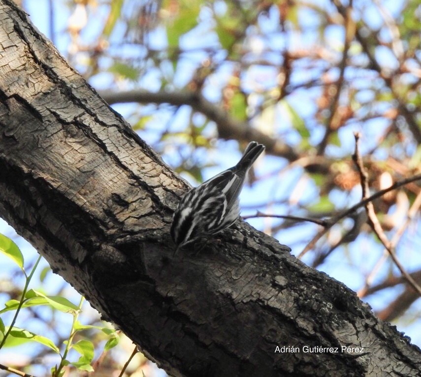 Black-and-white Warbler - ML127533941