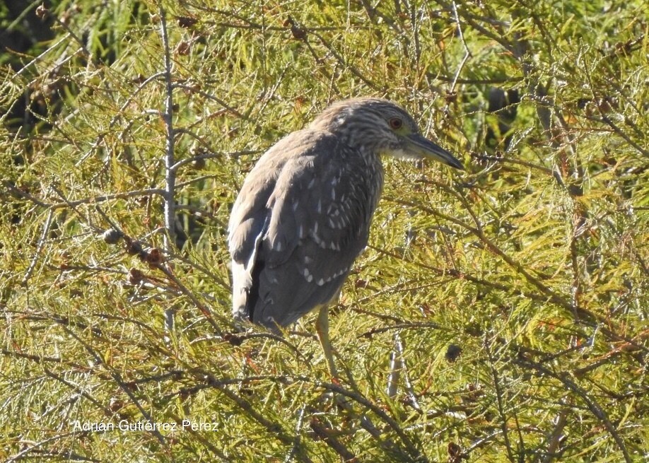 Black-crowned Night Heron - ML127534061