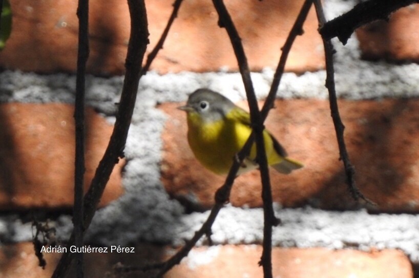 Nashville Warbler - ML127534141