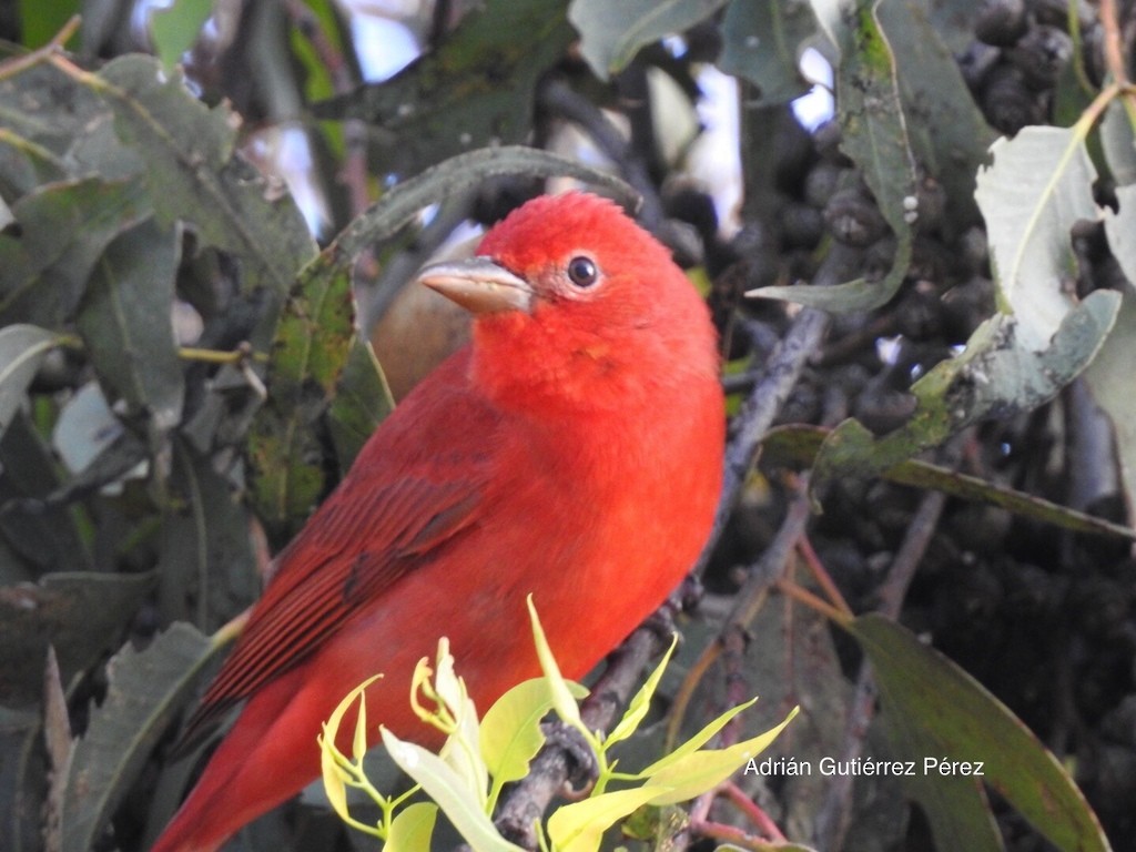 Summer Tanager - ML127534231