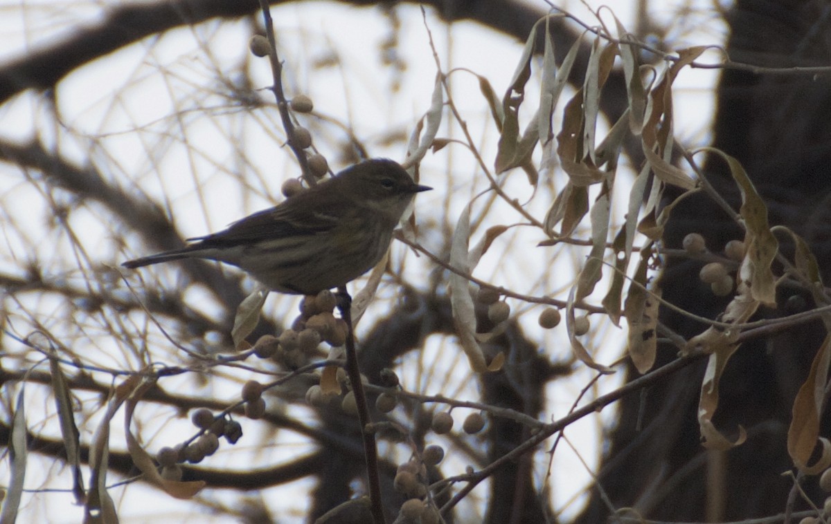 Yellow-rumped Warbler (Myrtle) - Michael Lester