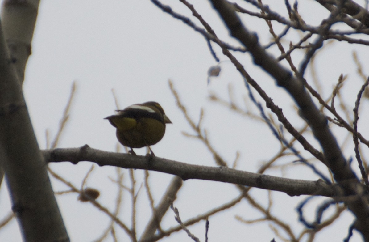 Evening Grosbeak - Michael Lester