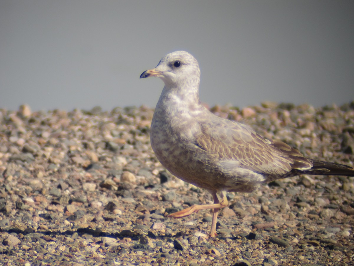 Short-billed Gull - ML127536711