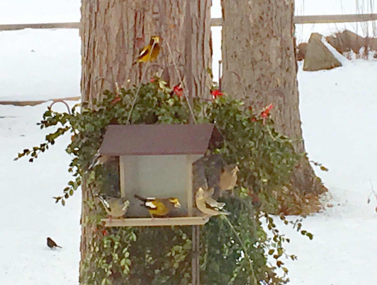 Evening Grosbeak - Audra Hixson