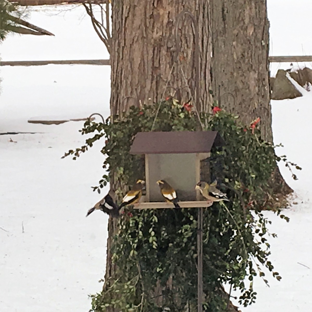 Evening Grosbeak - Audra Hixson