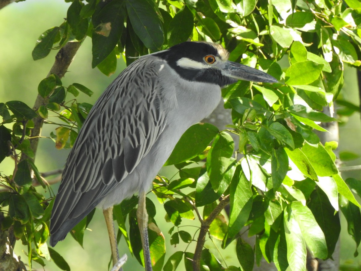 Yellow-crowned Night Heron - Edward Jordan