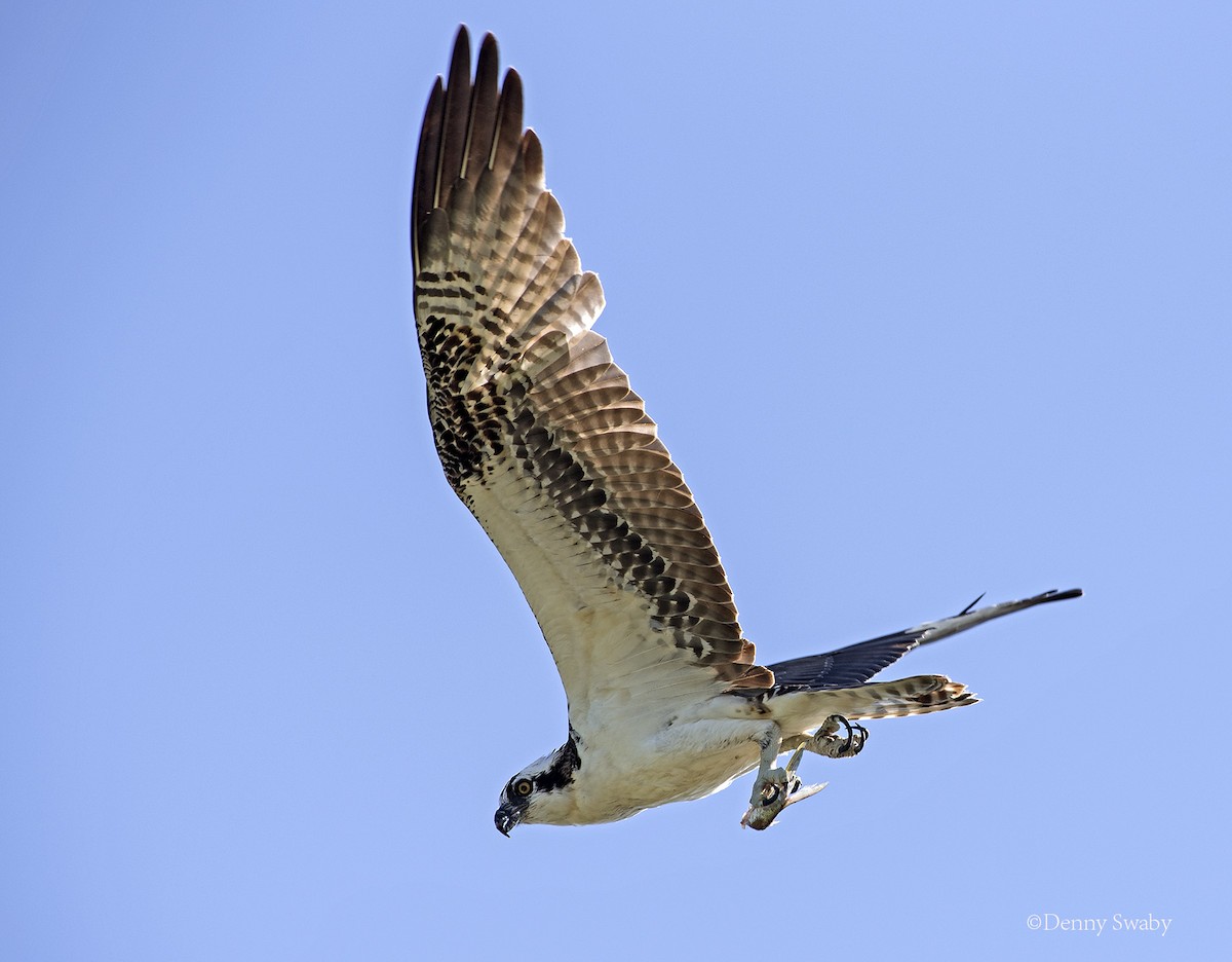 Osprey - ML127540671