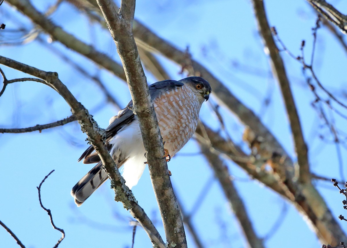 Sharp-shinned Hawk - ML127541121