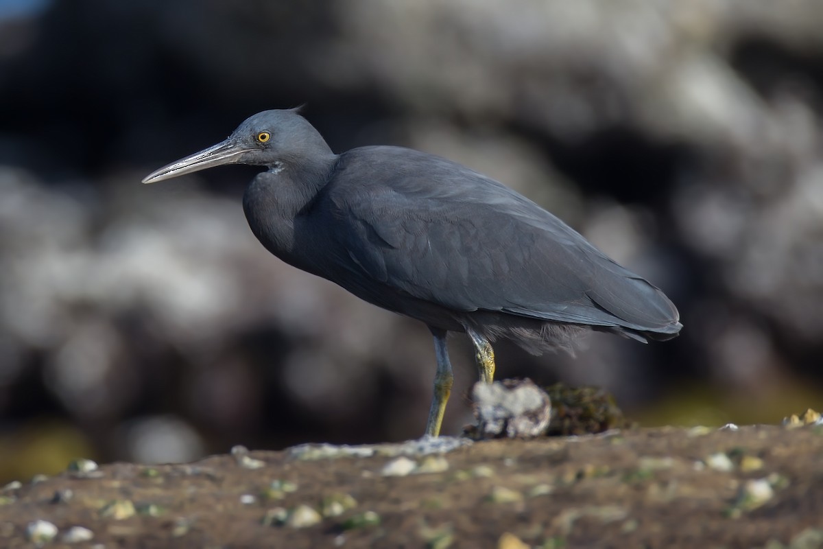 Pacific Reef-Heron - ML127541431