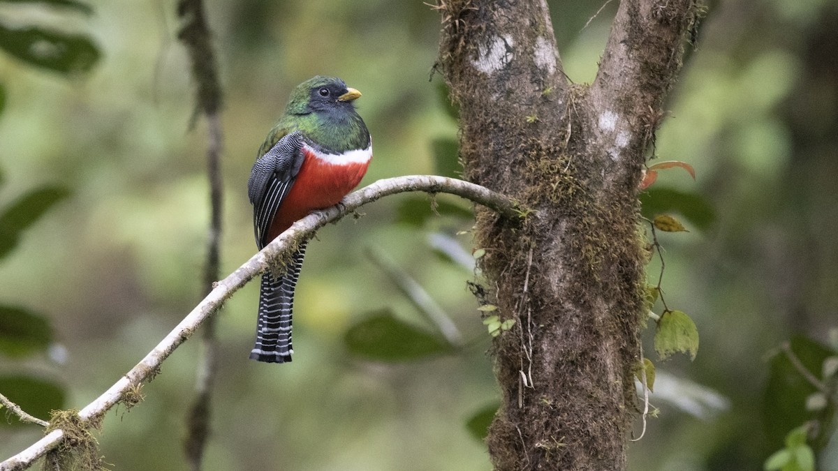 Trogon rosalba - ML127541571