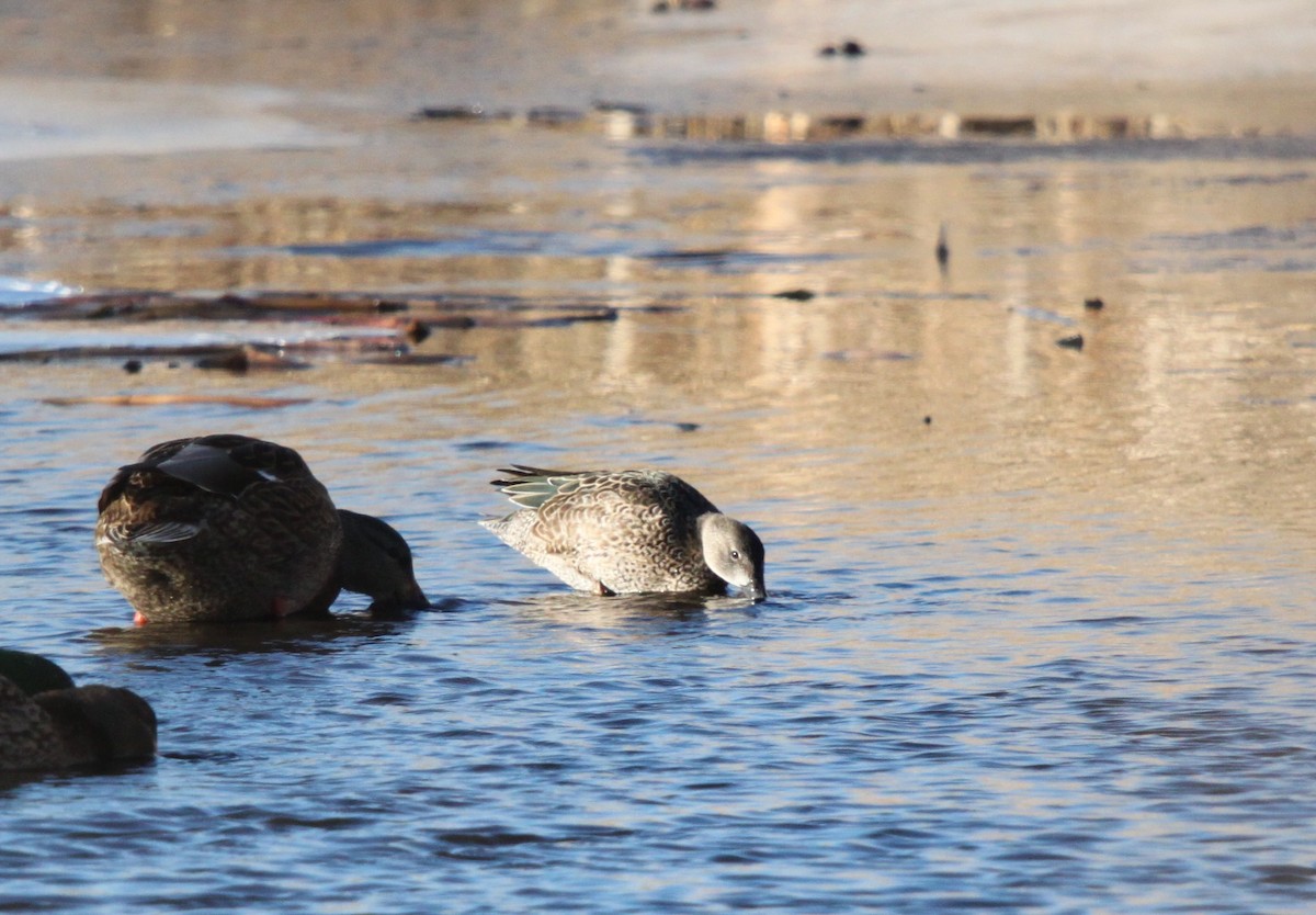 Blue-winged Teal - Tom Younkin