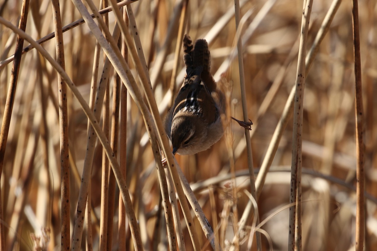 Marsh Wren - ML127542981