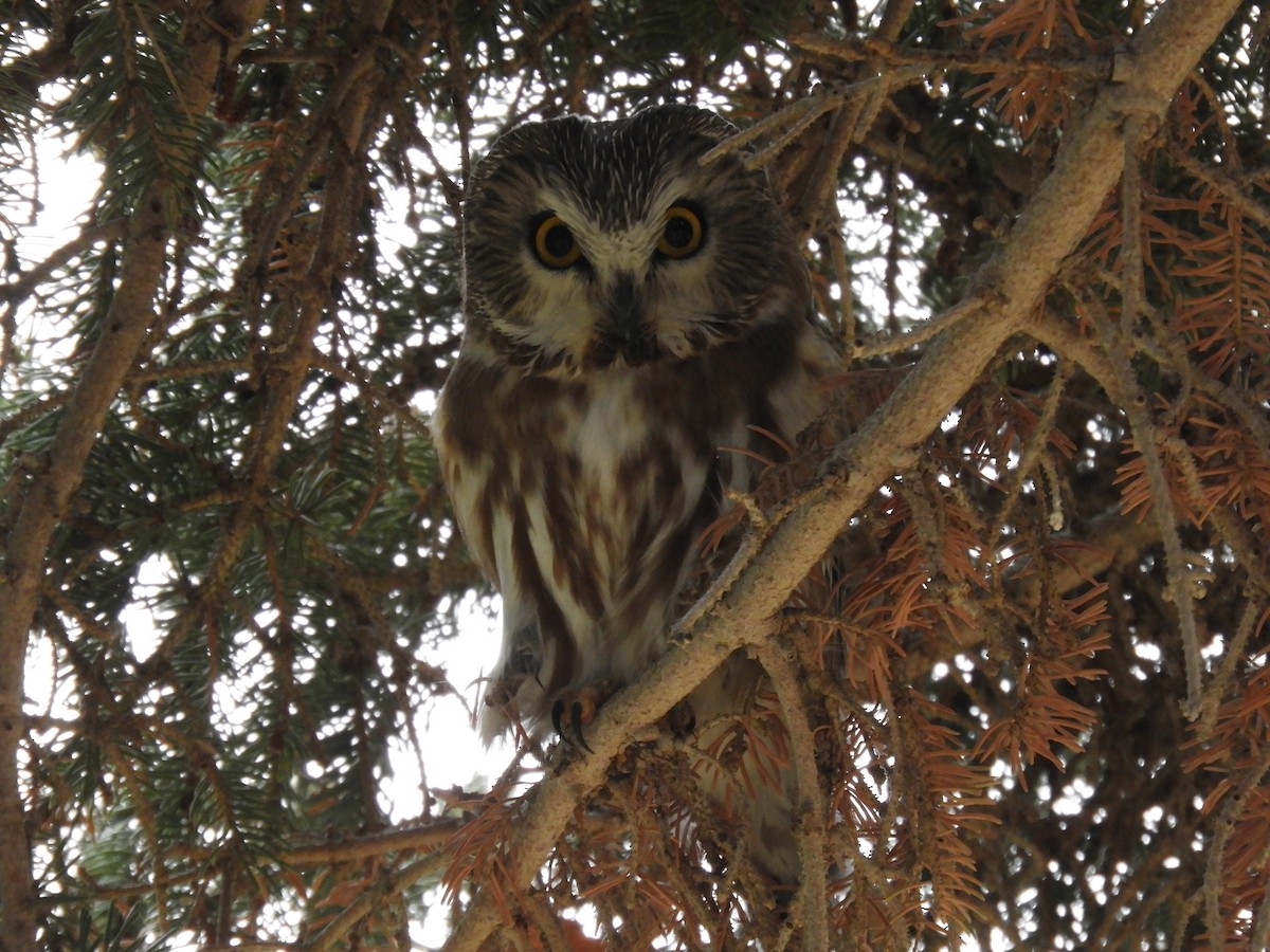 Northern Saw-whet Owl - ML127543291