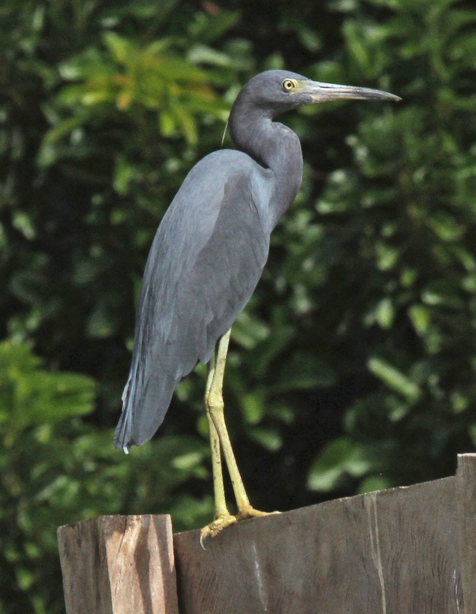 Little Blue Heron - ML127543651