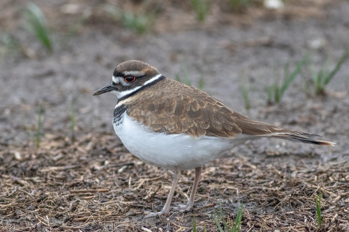 Killdeer - ML127544111