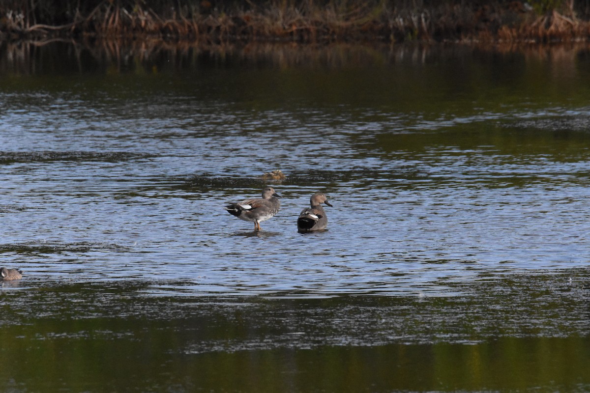 Canard chipeau - ML127544961