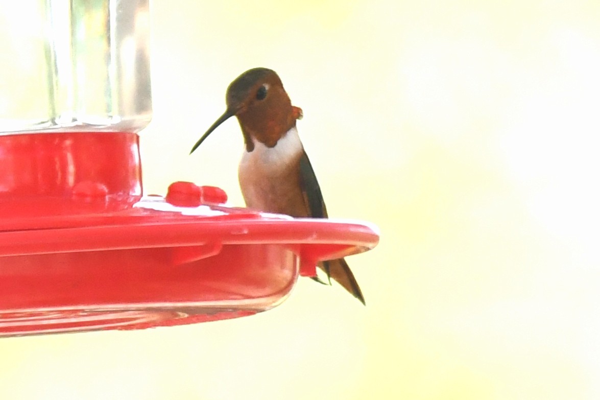 Allen's Hummingbird - ML127545091