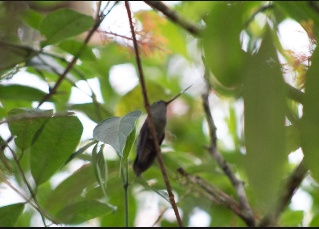 Green-fronted Lancebill - ML127545221