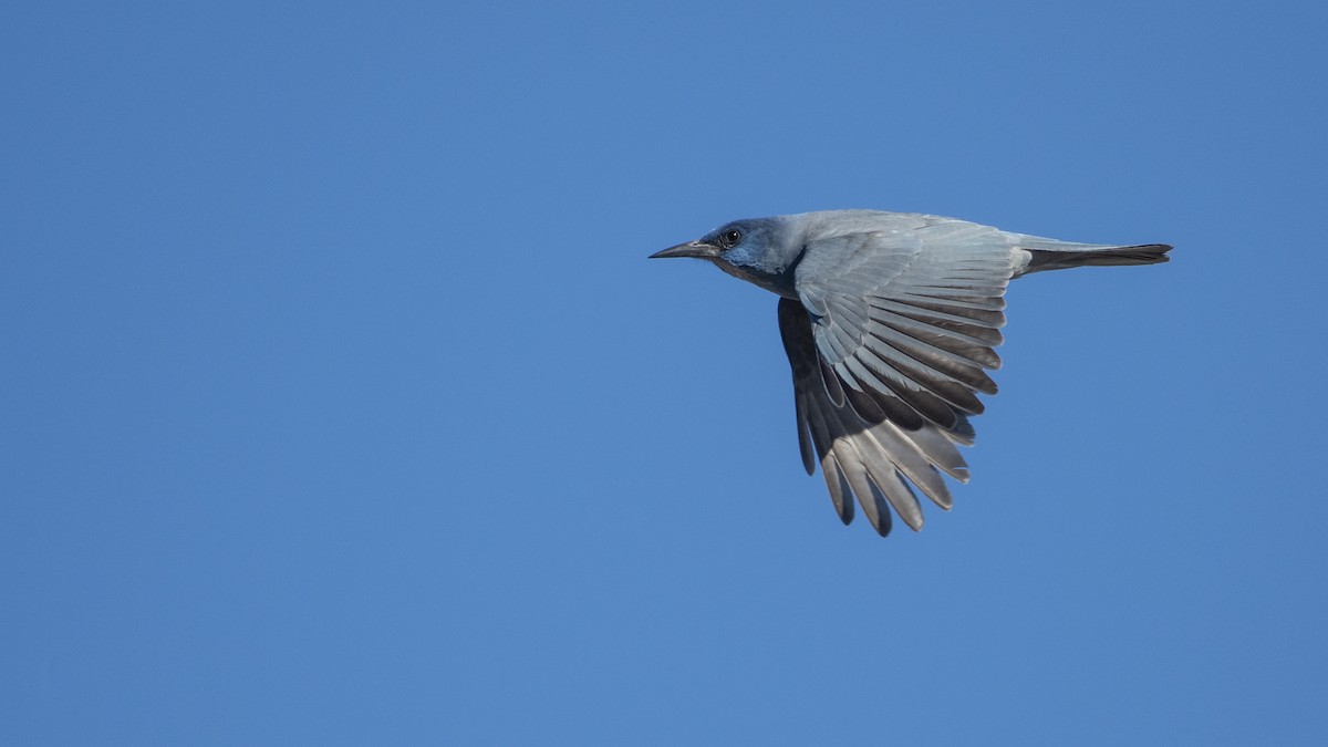 Pinyon Jay - ML127547391