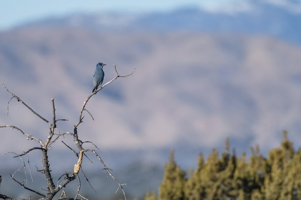 Pinyon Jay - Bryan Calk