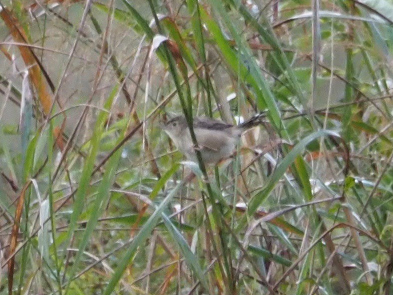 Madagascar Cisticola - ML127548121