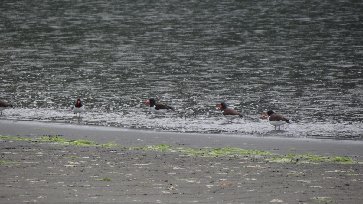 American Oystercatcher - ML127549321