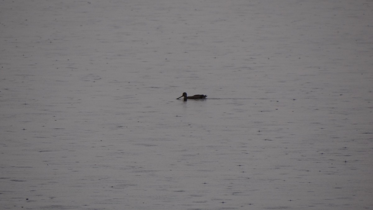 Hudsonian Godwit - ML127549361