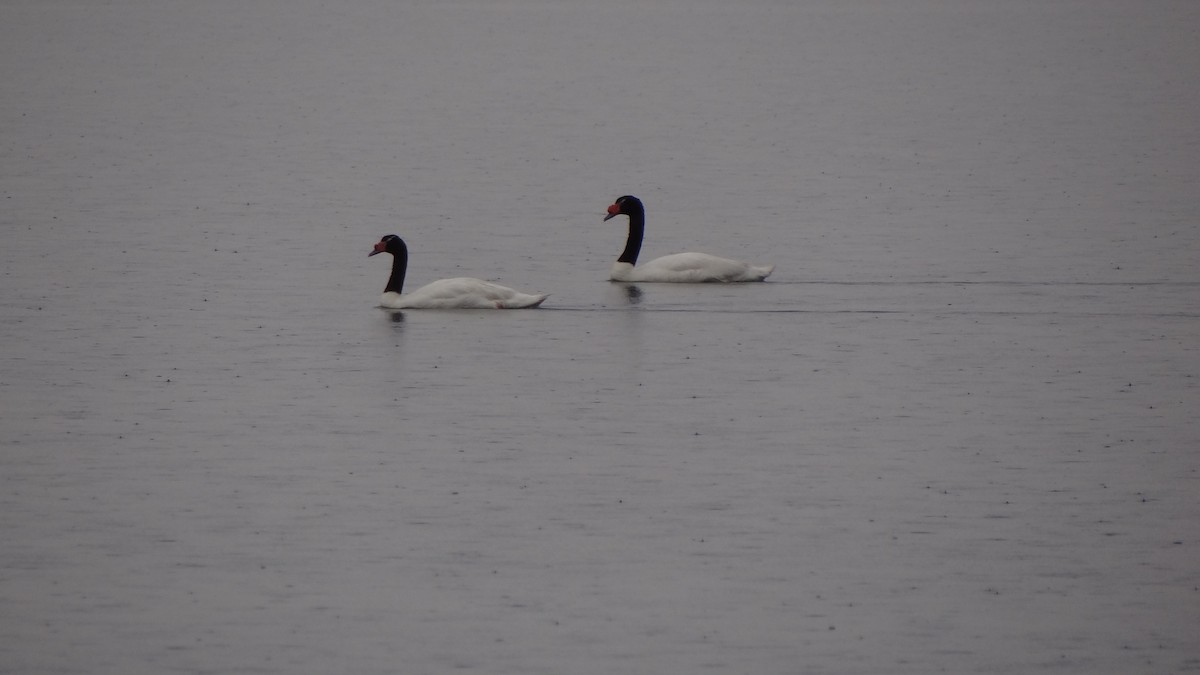 Black-necked Swan - ML127549481