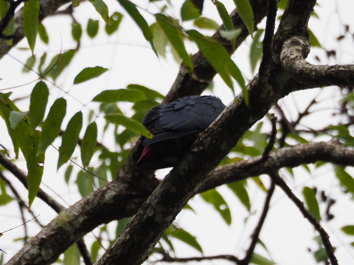 Madagascar Blue-Pigeon - Kelly Siderio
