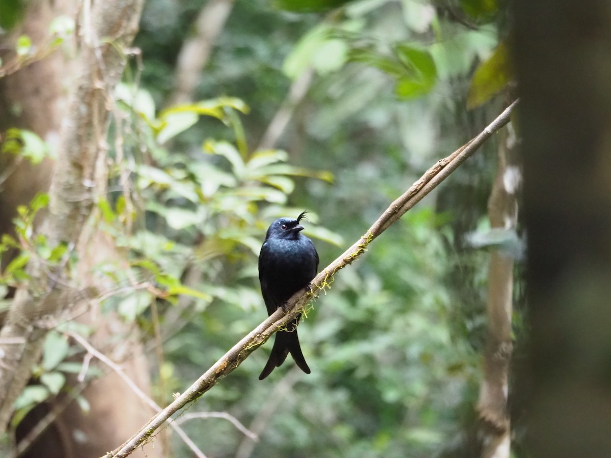 Sorguçlu Drongo - ML127550481