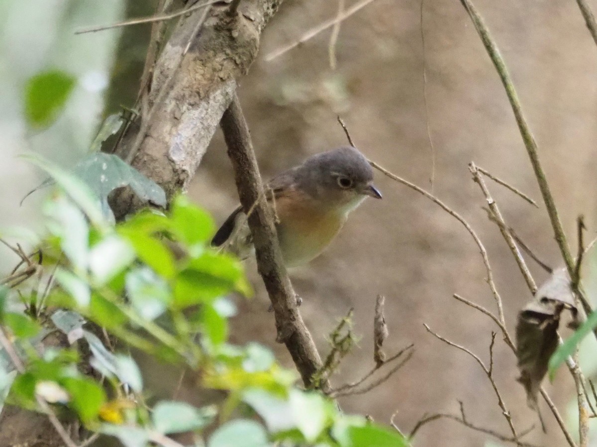 Red-tailed Vanga - ML127550711