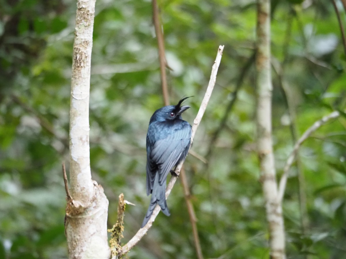 Sorguçlu Drongo - ML127550771